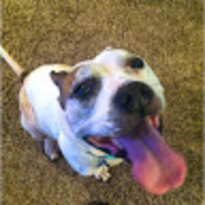 Meet your Posher, Josh